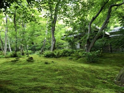 青モミジの嵐山散策　5月25日　祇王寺・二尊院・竹林の小径・天龍寺庭園