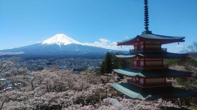 満開の桜と富士山の絶景(新倉山浅間公園、富士見孝徳公園)