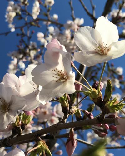 ～花物語～この春は我が家で桜観察♪ちょこっと、雪景色の白馬東急ホテルも('∀'ｒ