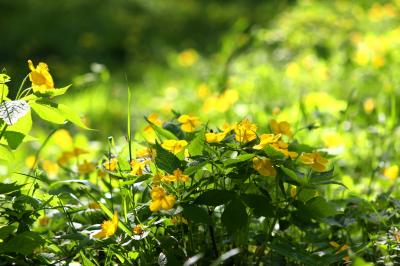 ◆白河天狗山のヤマブキソウ大群落