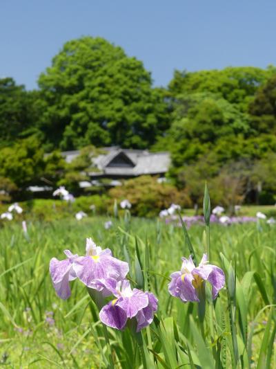 「つつじが岡第二公園」のハナショウブ_2020_咲き始めました（群馬県・館林市）