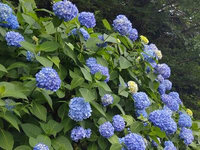 あじさいが咲き始めた飛鳥山