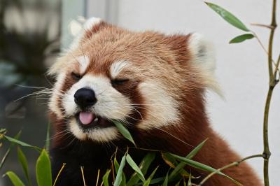 レッサーパンダはかわゆい !!! 徳山動物園 1