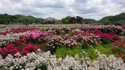 花フェスタ記念公園のバラ