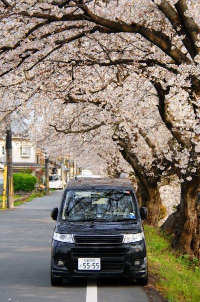 久御山の東一口前川橋取水場･前川堤の桜並木開花調査