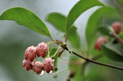 ショートトリップ花巡り♪　松平郷の雨上がりの日と快晴の日の花散歩♪