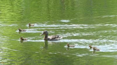 常磐公園のマガモ