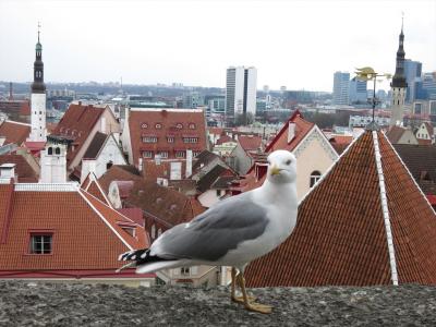 バルト３国８日間の旅（６）タリン市内観光、飛行艇埠頭博物館