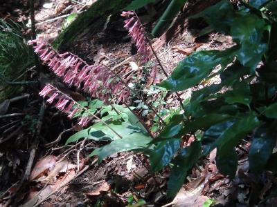 寄生・着生植物を求めて高尾山(10)自然研究路を歩きました