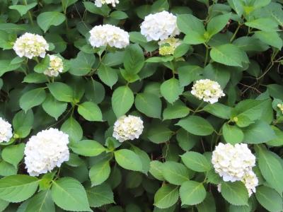 六本杉公園の紫陽花 八王子 2020/06/02