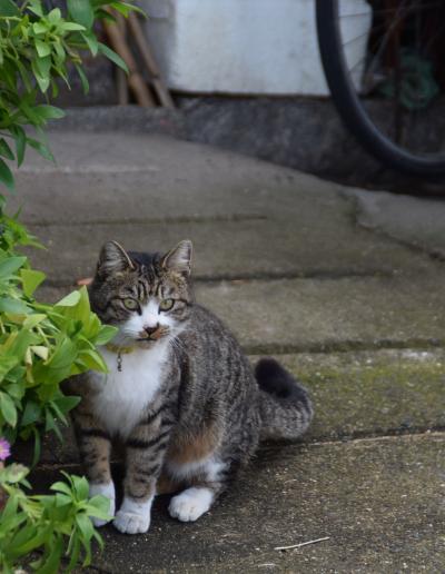 ★街十色～ 岡山 真鍋島 のいろ 猫に会うまで篇★