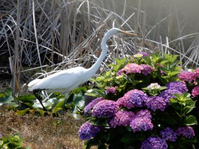 この季節ならではの花を愛でながら散策を楽しんでます《花しょうぶ・紫陽花》 ＆ ショートショートサギ物語