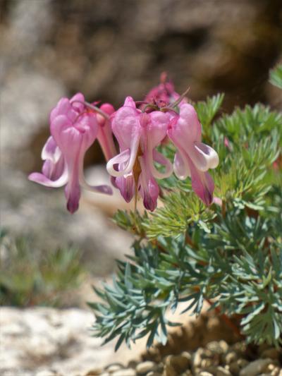 コマクサやヒマラヤの青いケシなど爽やかな花々が咲く六甲高山植物園