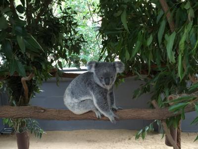 オーストラリア ブリスベン① コアラ抱っこ
