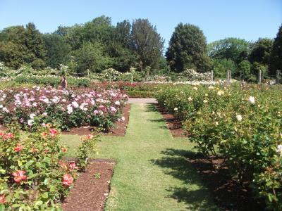 初夏のロンドン・クィーンズガーデン(ばら園)①