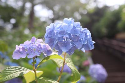 東京アジサイ名所　多摩川台公園