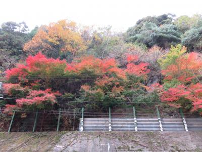 大歩危・祖谷渓　紅葉の季節を選んで正解