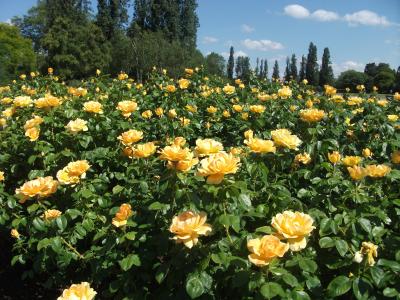 初夏のロンドン・クィーンズガーデン(ばら園)②
