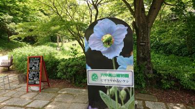 2020年6月暑さを避けヒマラヤの青いケシの咲く六甲山へ