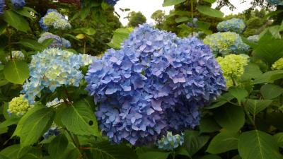 京都植物園の四季-その4（はなしょうぶとアジサイ）