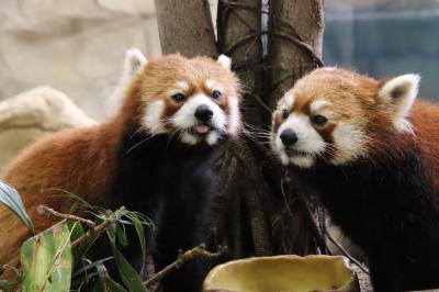 車で遠征２度目の那須どうぶつ王国（２）アジアの森と保全の森：レッサーパンダは女子は休みで男子４頭～エサやり体験なくてもリンゴタイムに遭遇！