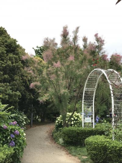 花を求めて　弁天ふれあいの森公園