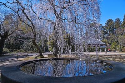 お花見2020 in 千葉