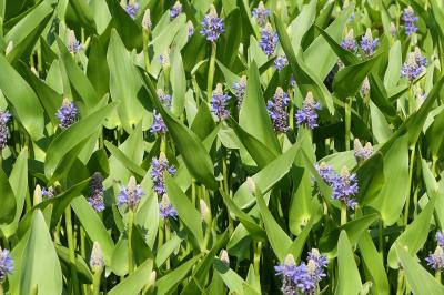 初夏の箱根♪　Vol.13　☆箱根湿生花園：美しい初夏の風景♪