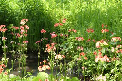 初夏の箱根♪　Vol.15　☆箱根湿生花園：美しい初夏の風景♪