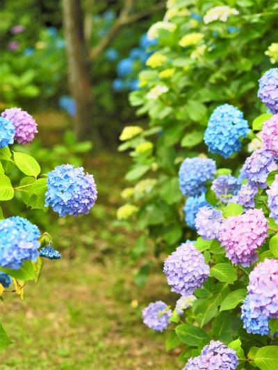 久しぶりのドライブ　日運寺の紫陽花