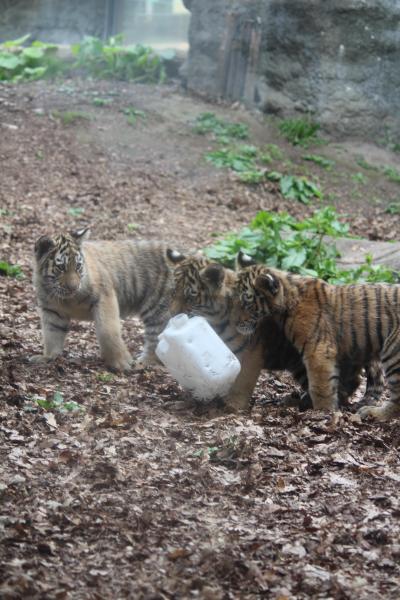 子トラに癒された旭山動物園