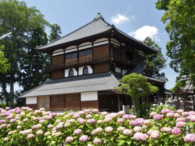 「曹源寺（さざえ堂）」のアジサイ_2020_見頃が始まっています（群馬県・太田市）