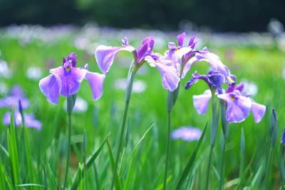 東村山　北山公園菖蒲苑で癒される