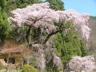 松代城跡の桜～須坂・五大桜～臥竜公園の桜
