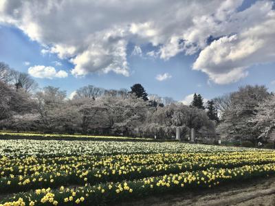 山梨、桃と桜の旅