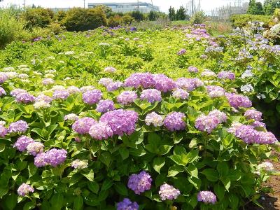 所沢市南永井付近の美しい風景