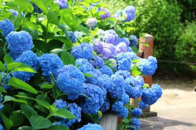 相模原公園の花菖蒲＆麻溝公園のアジサイ・・・