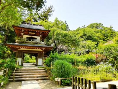 紫陽花咲く　鎌倉へ　歴史探訪の散歩　前編