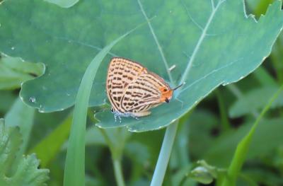 森のさんぽ道で見られた蝶(34)多かったアカシジミ、ウラナミアカシジミの発生を見る