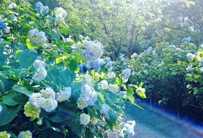 2020年 鎌倉紫陽花だより ～ブルーに染まる明月院～　