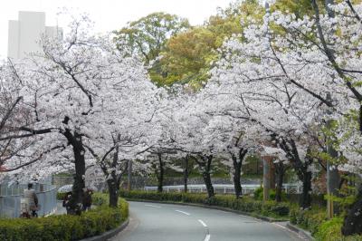 近くでお花見