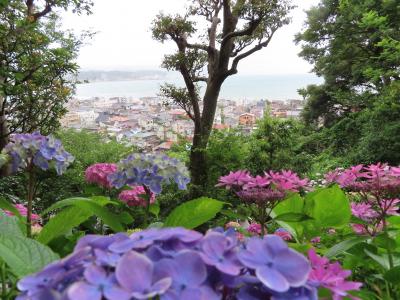 長谷寺　紫陽花の坂道