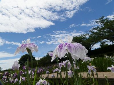 「つつじが岡第二公園」のハナショウブ_2020（3）_見頃は終わりました（群馬県・館林市）