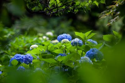 康徳寺（koutokuji) の紫陽花