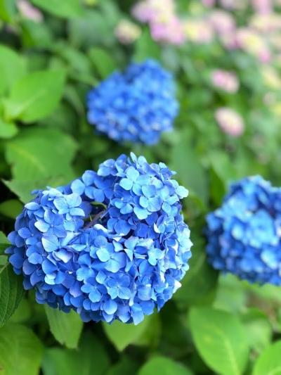 待ち焦がれた温泉へ　エクシブ湯河原離宮　見ごろの花しょうぶと鎌倉明月院ブルー