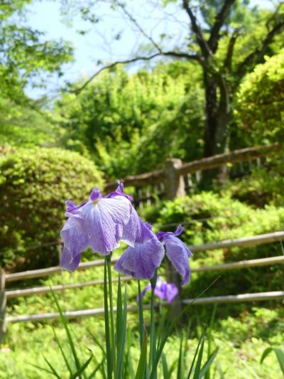 「吾妻公園」のハナショウブ_2020_開花が進んでいますが、花数少ない印象です（群馬県・桐生市）