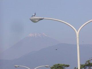 東海道を歩いてみました  三島・沼津・原