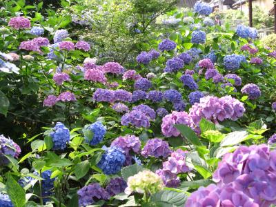 ステイホームして過去の旅行を振り返る①～矢田寺の紫陽花～