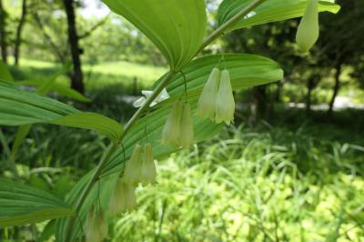 初夏の箱根♪　Vol.23　☆箱根湿生花園：美しい初夏の風景♪