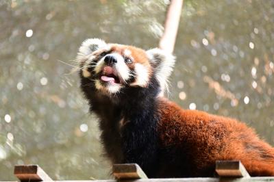 レッサーパンダはかわゆい !!!  池田動物園 1